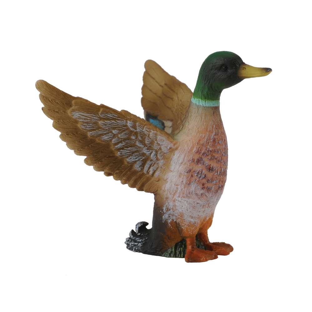 Mallard Duck Male