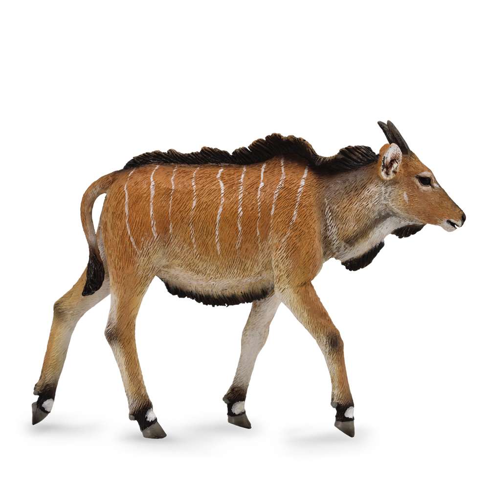 Giant Eland Calf