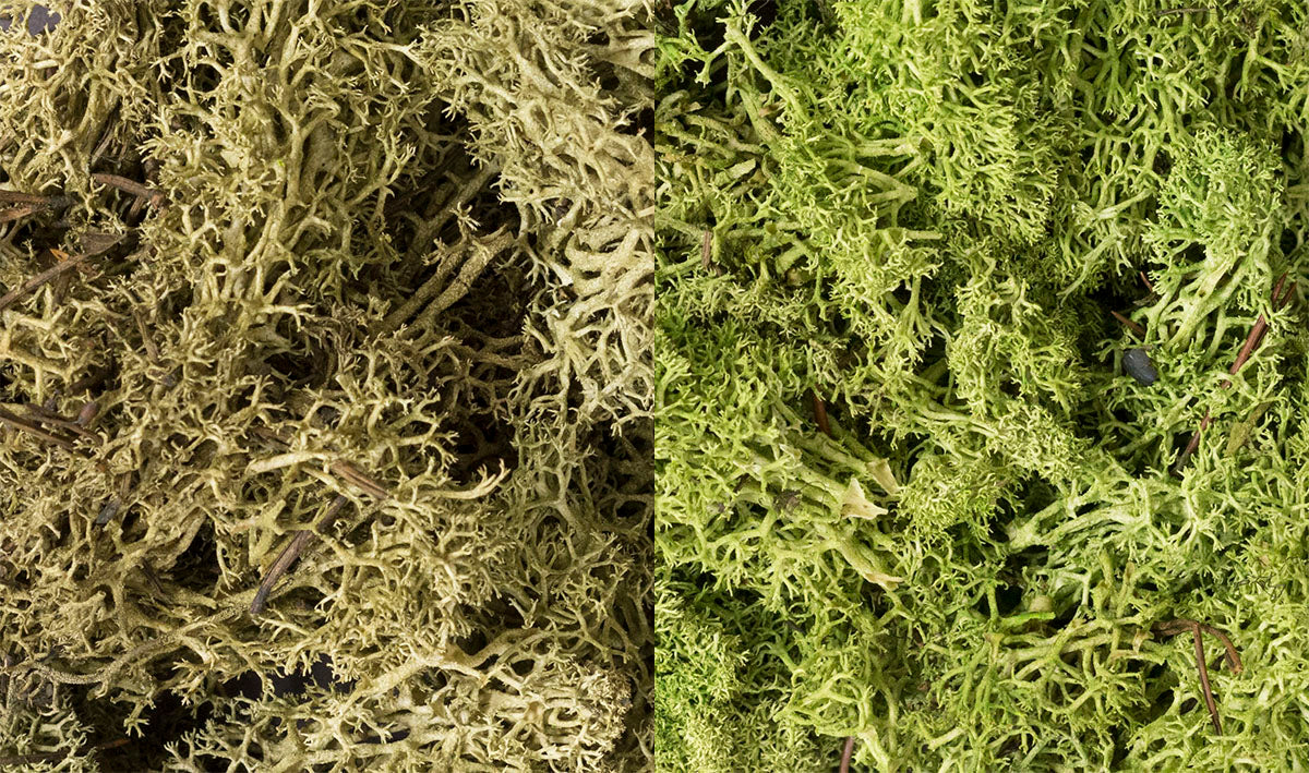 Light Green Lichen Mix