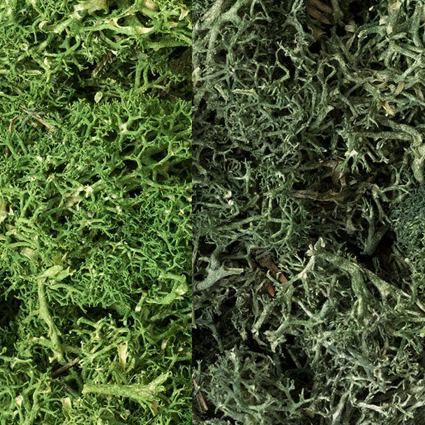 Dark Green Lichen Mix